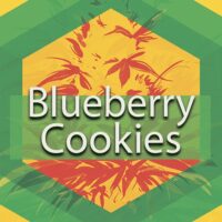 blueberry cookies weed