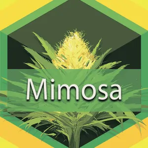 Mimosa, AskGrowers