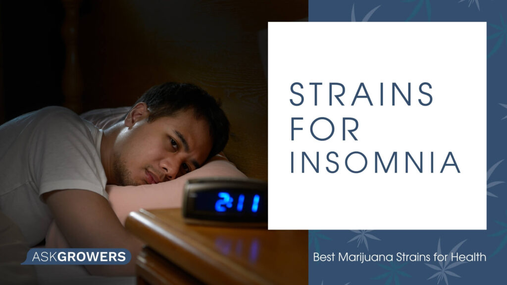 Cannabis strain for insomnia