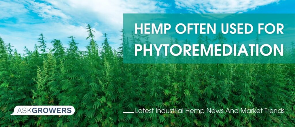 Hemp Often Used for Phytoremediation