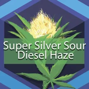 Super Silver Sour Diesel Haze Strain Full Info Reviews Askgrowers