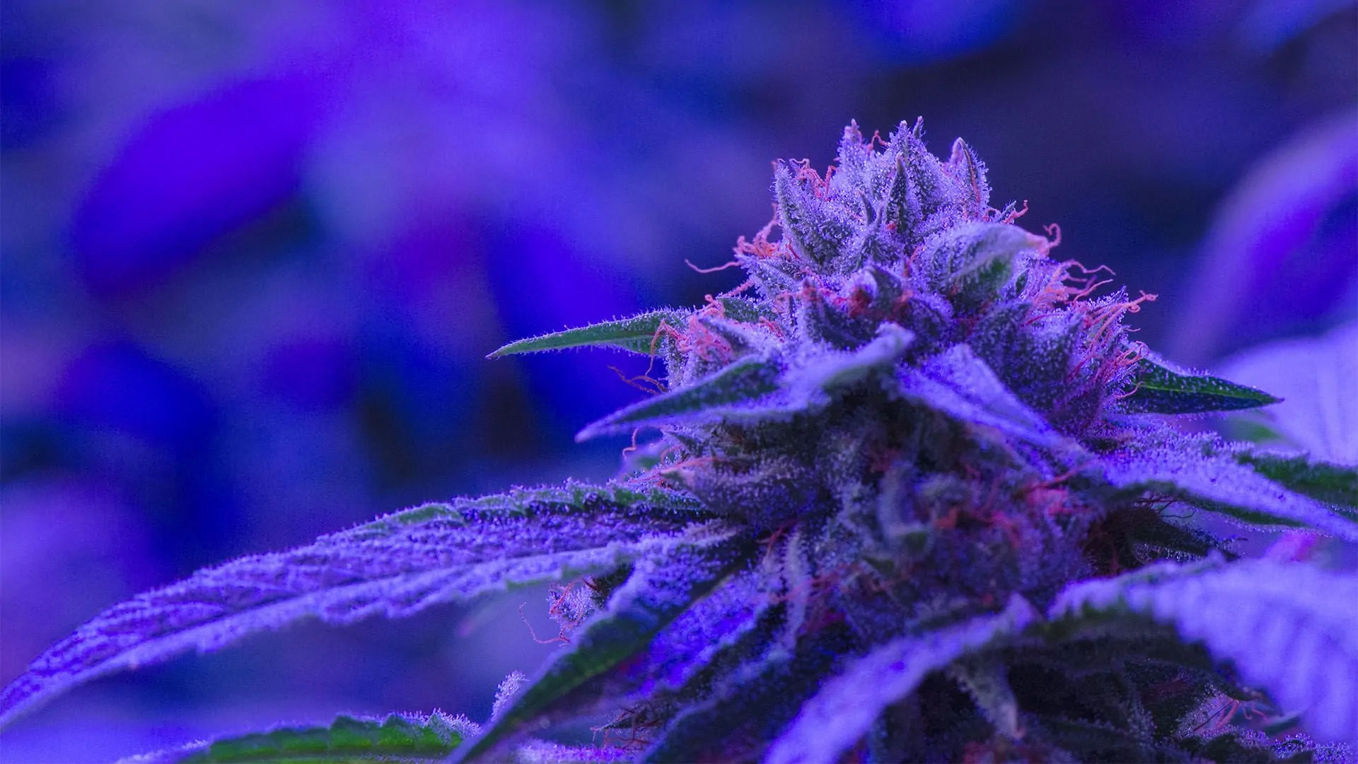 Mars Og Strain Full Info Reviews Askgrowers