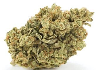 Carpet Tape Strain Full Info Reviews Askgrowers