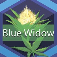 Blue Widow Logo
