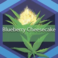 Blueberry Cheesecake Logo