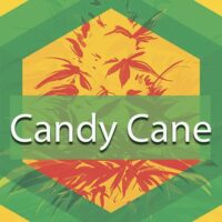 Candy Cane Logo