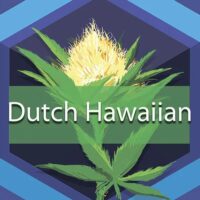 Dutch Hawaiian Logo