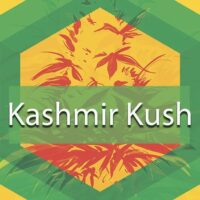 Kashmir Kush Logo
