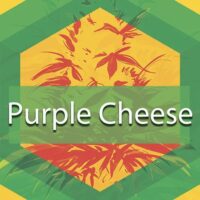 Purple Cheese Logo
