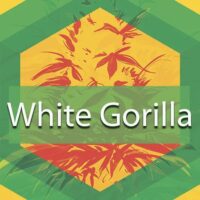 White Gorilla Logo