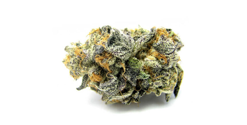 Blue Cookies Marijuana Strain Review Info Askgrowers