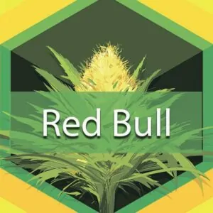 Red Bull Logo