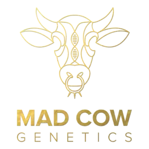 Mad Cow Genetics Logo
