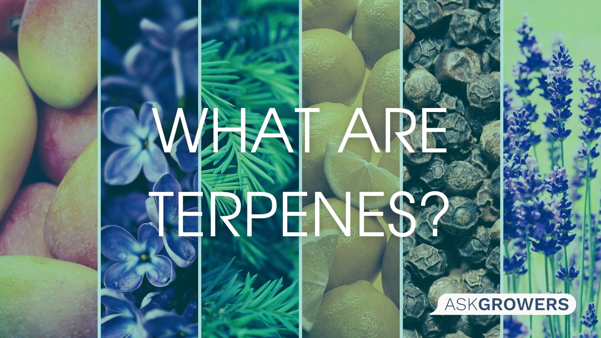 What Are Terpenes?, AskGrowers
