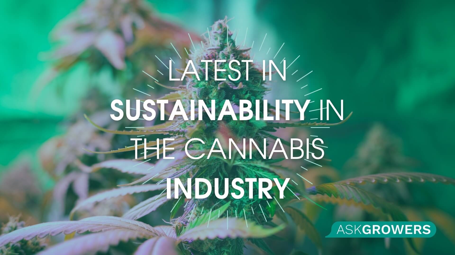 Latest in Sustainability in the Cannabis Industry: How the Cannabis Industry Stays Green, AskGrowers