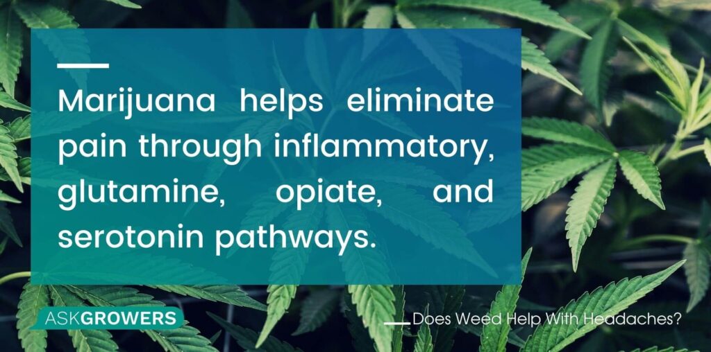 Marijuana Helps Eliminate Pain