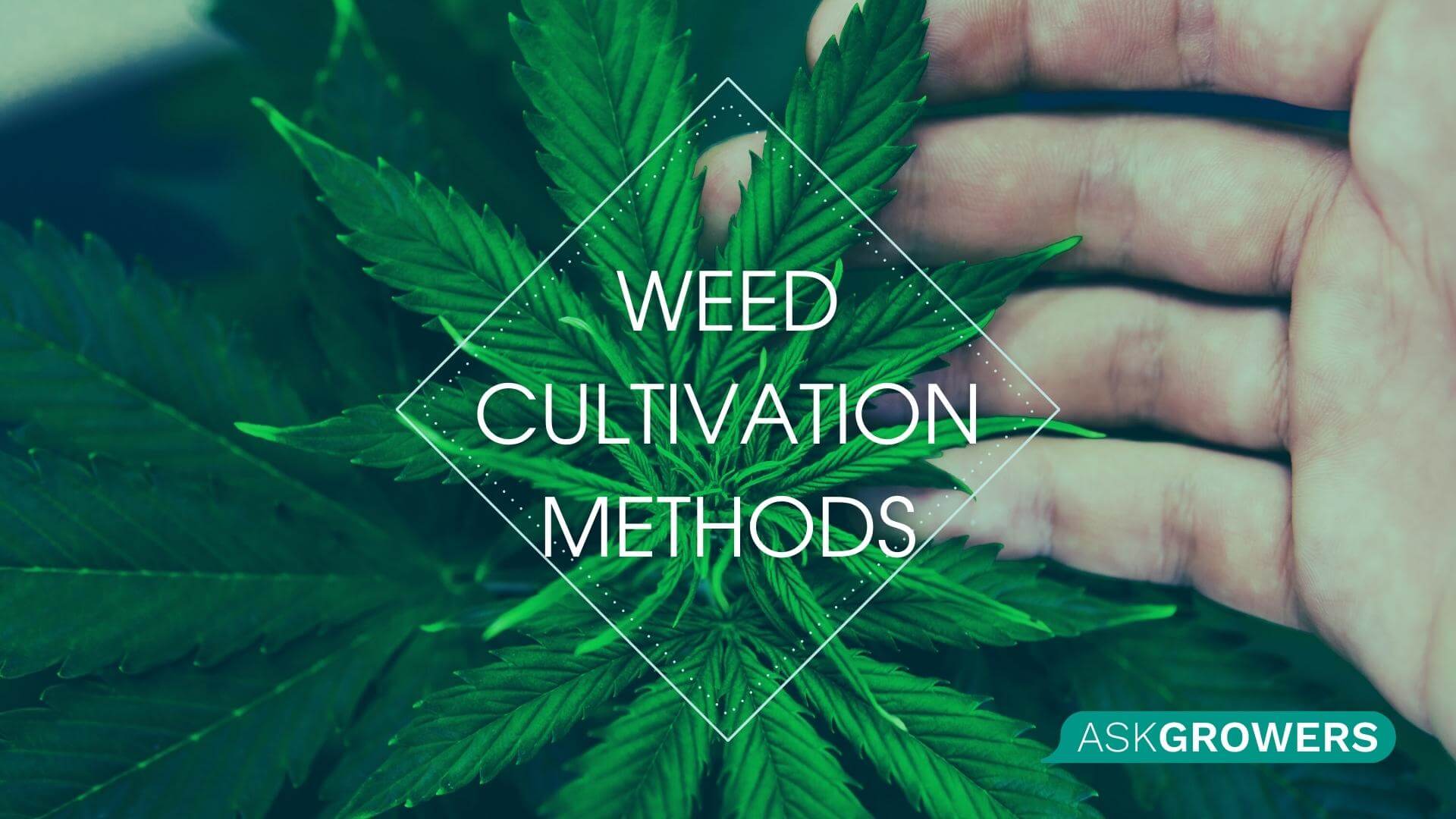 Weed Cultivation Methods